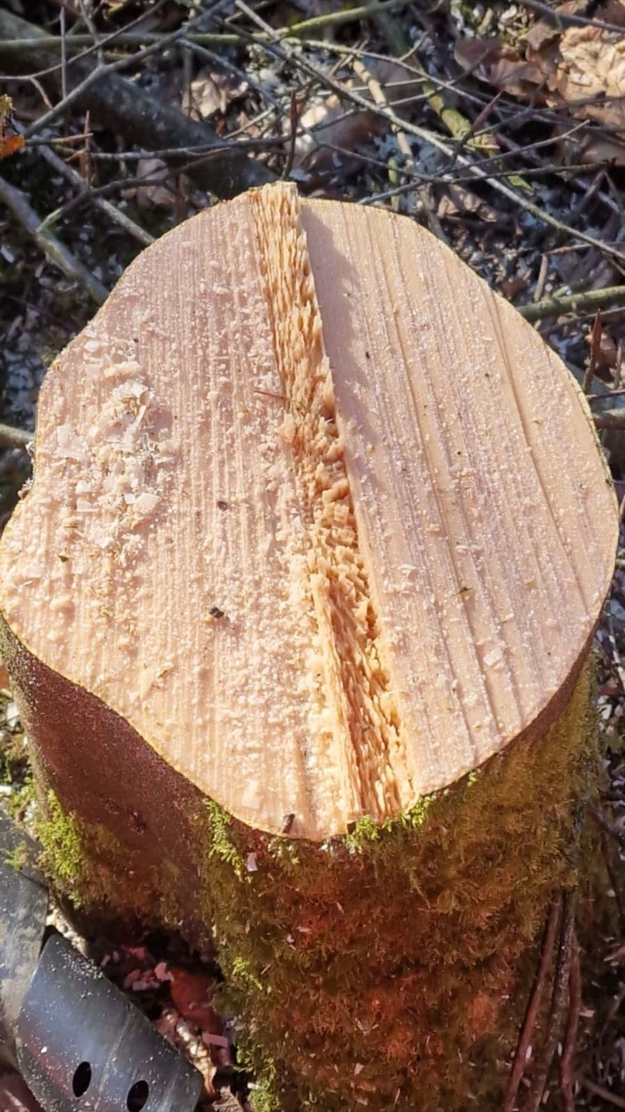 Precision chainsaw cut on a felled tree stump showing clean directional felling work
