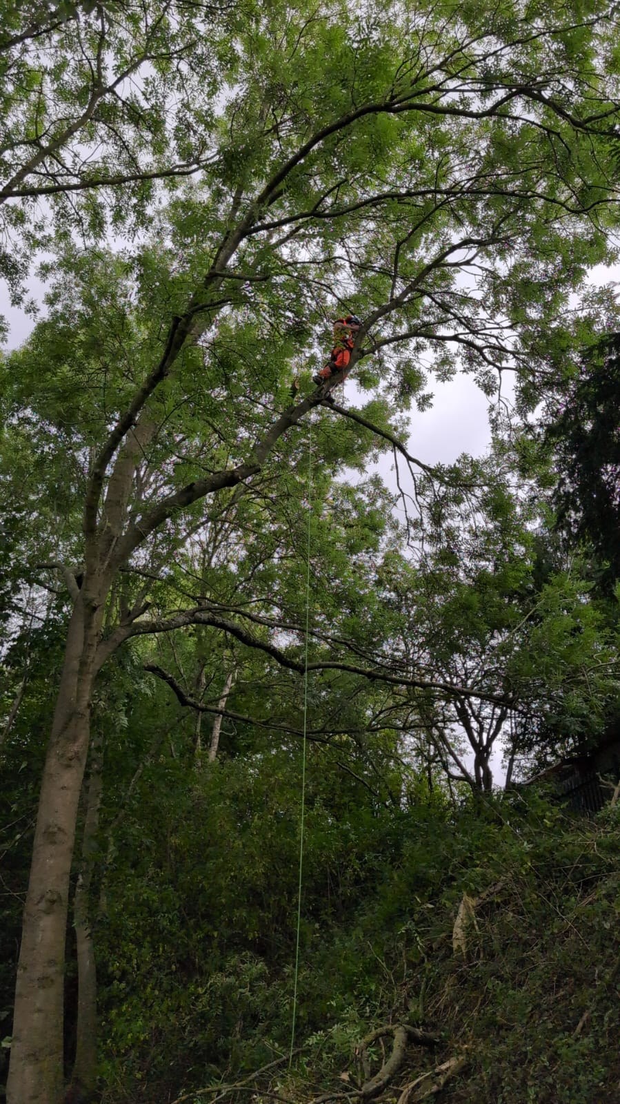 High-level ash tree pruning by a NPTC qualified tree surgeon in Lichfield