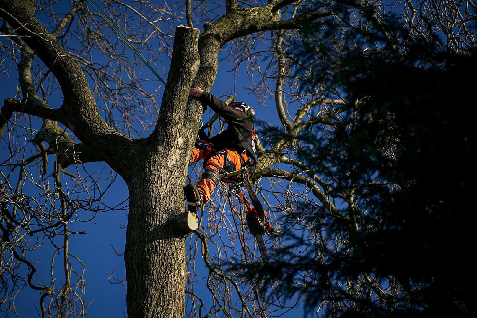 RJ Hutchinson arborist sectional dismantling a large oak tree in Stafford