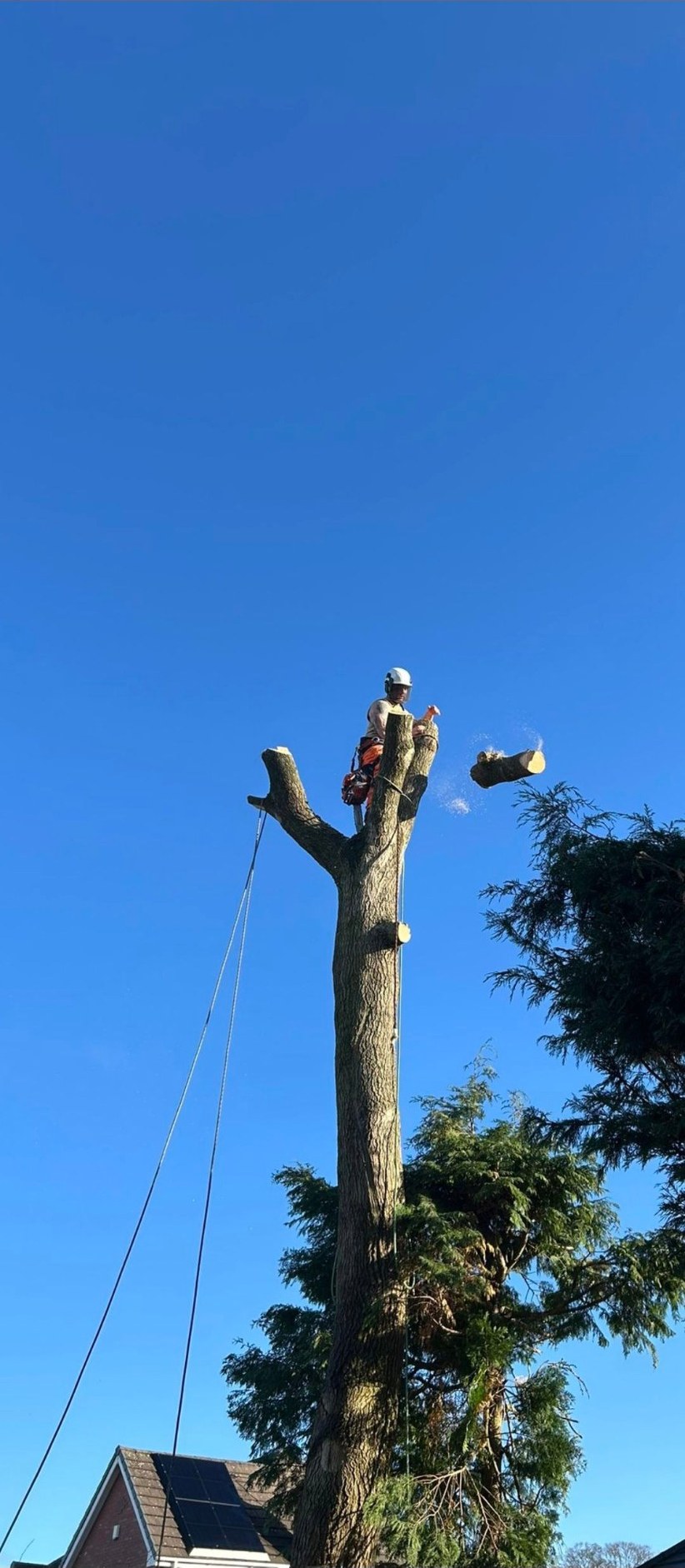 Climbing arborist dropping a heavy log section during tree dismantling in Staffordshire