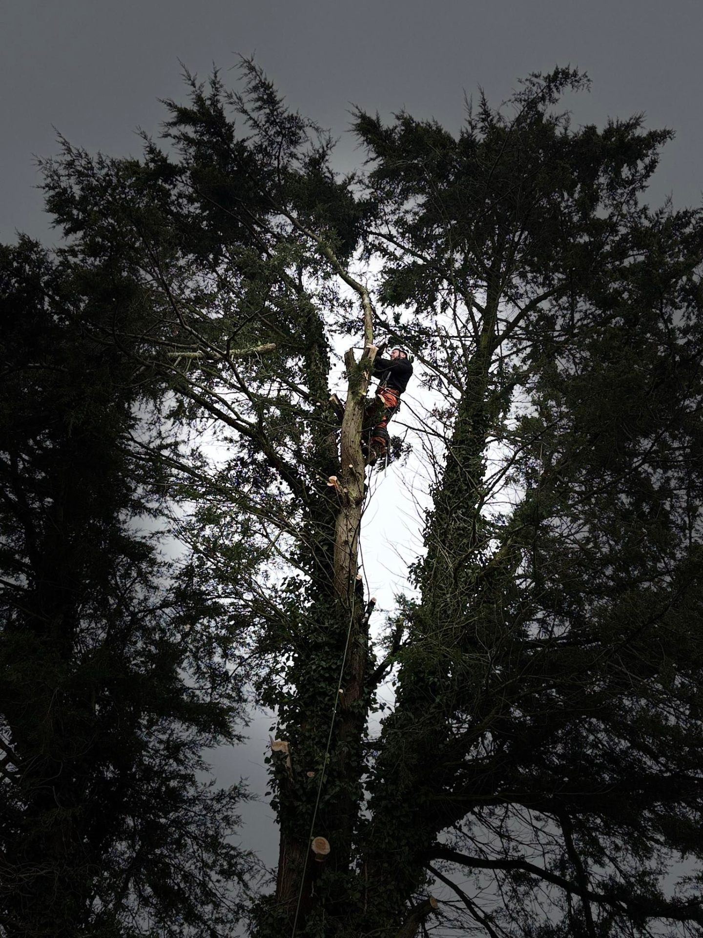 Climbing tree surgeon dismantling a tall conifer in low light winter conditions