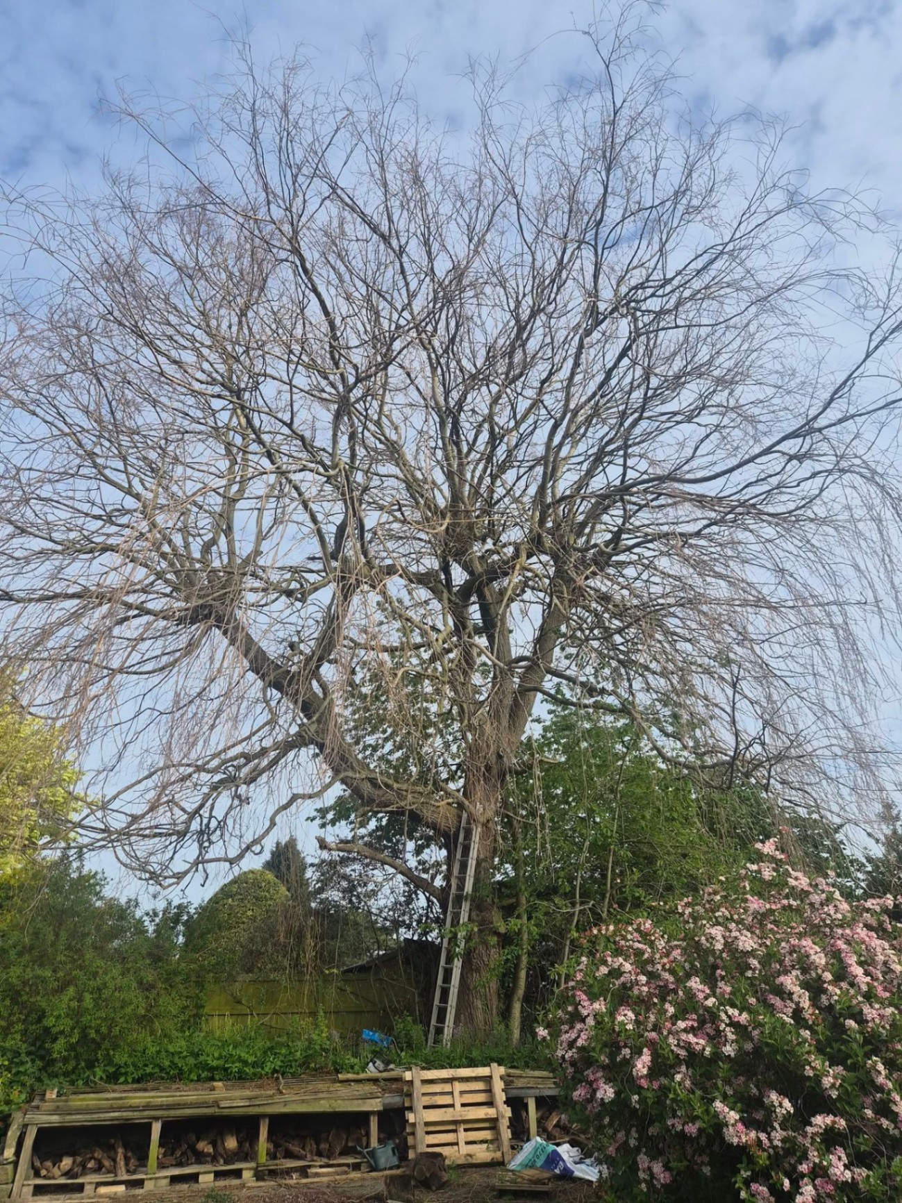 Mature weeping willow prepared for crown reduction in a Staffordshire garden