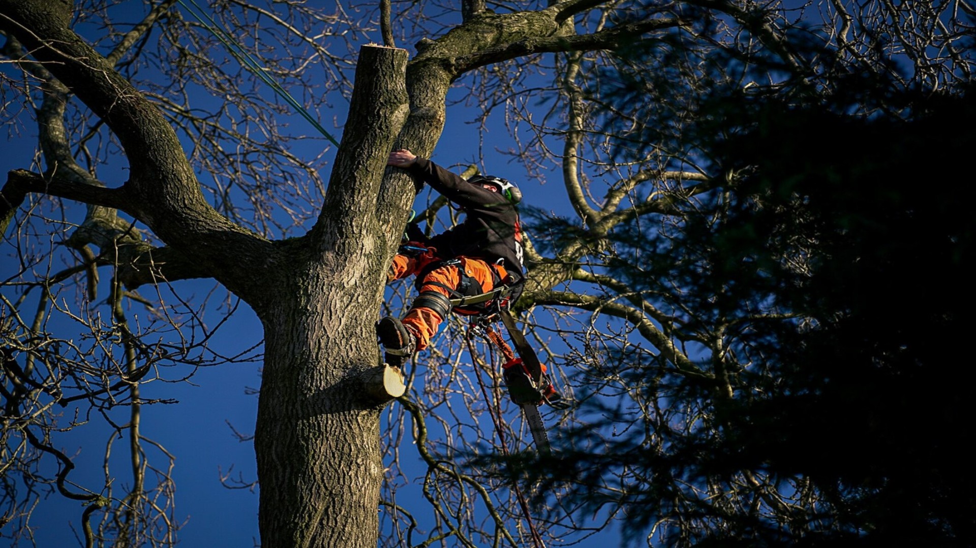Qualified tree surgeon climbing a mature oak for a controlled crown reduction in Staffordshire