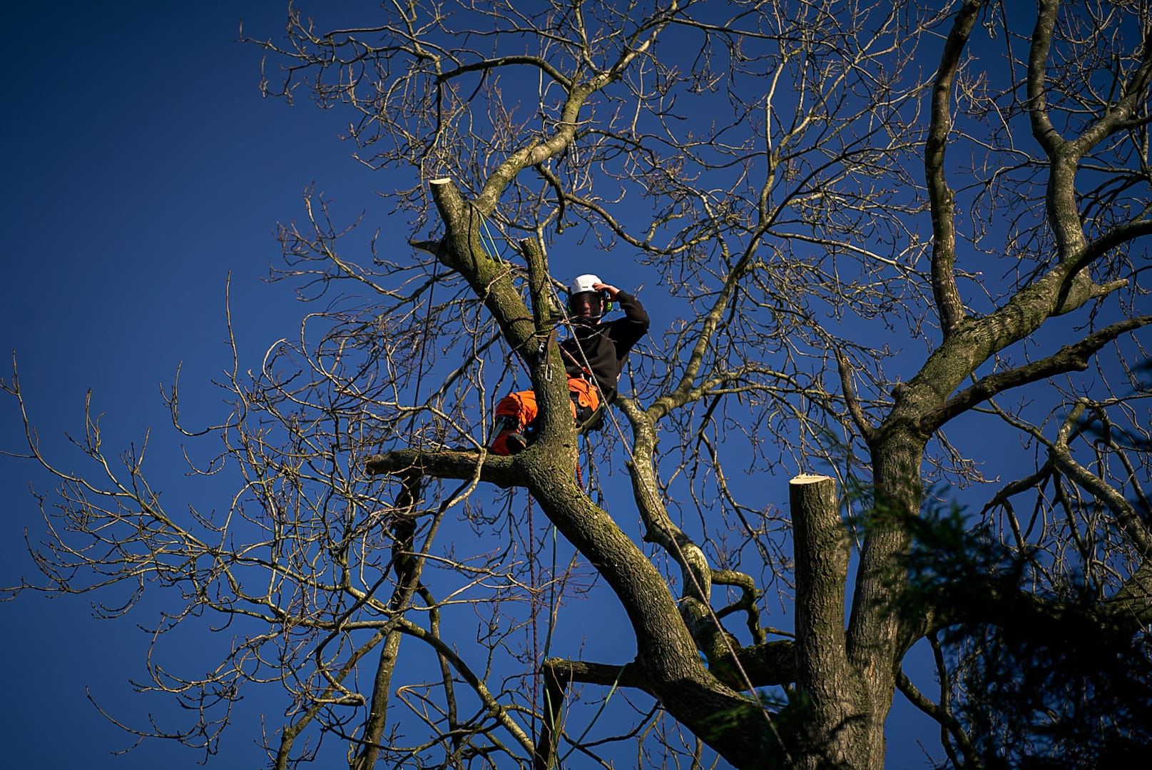 Crown reduction in progress on a tall mature ash tree against a deep blue sky