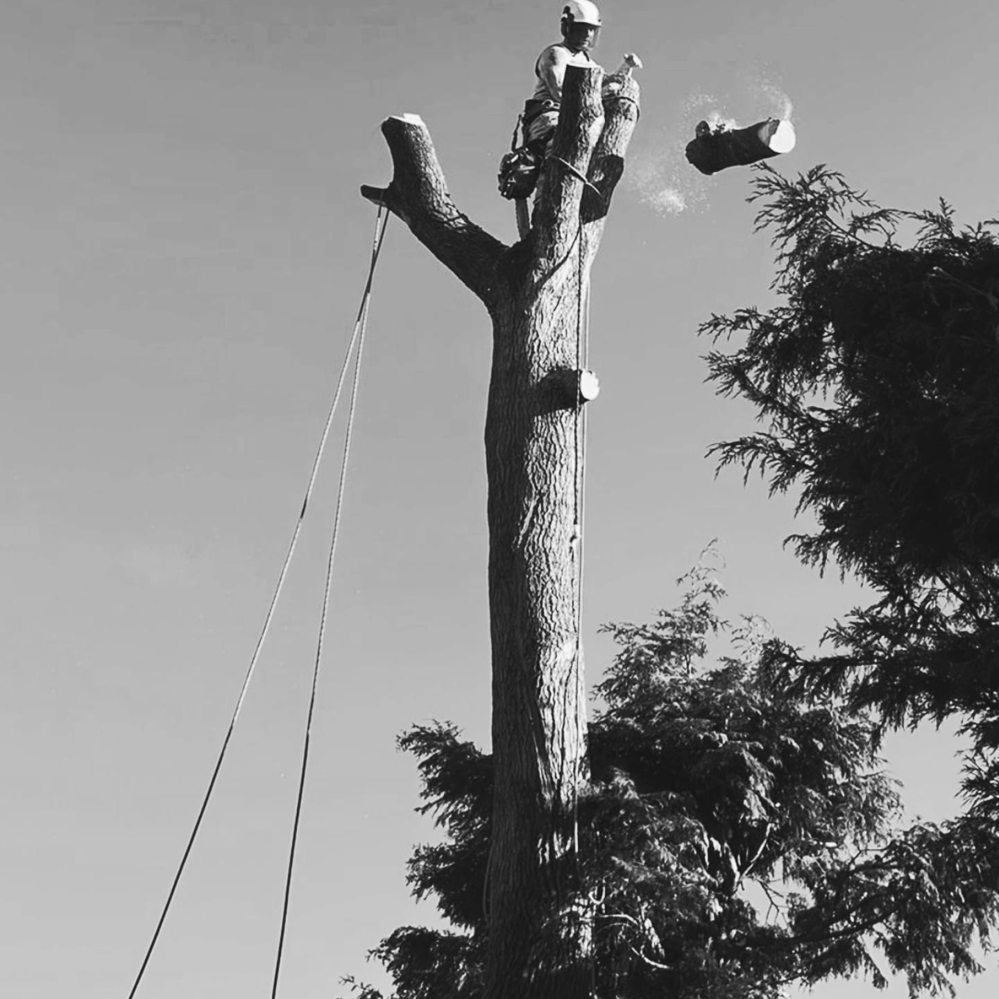 Trunk dismantling by a climbing arborist with logs falling clear of the property