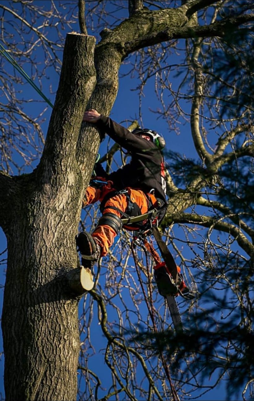 Sectional dismantle of a tall tree by a climbing tree surgeon in Staffordshire