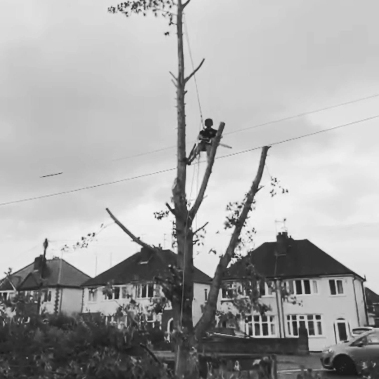 Tall street tree dismantling beside a residential road by RJ Hutchinson Tree Services
