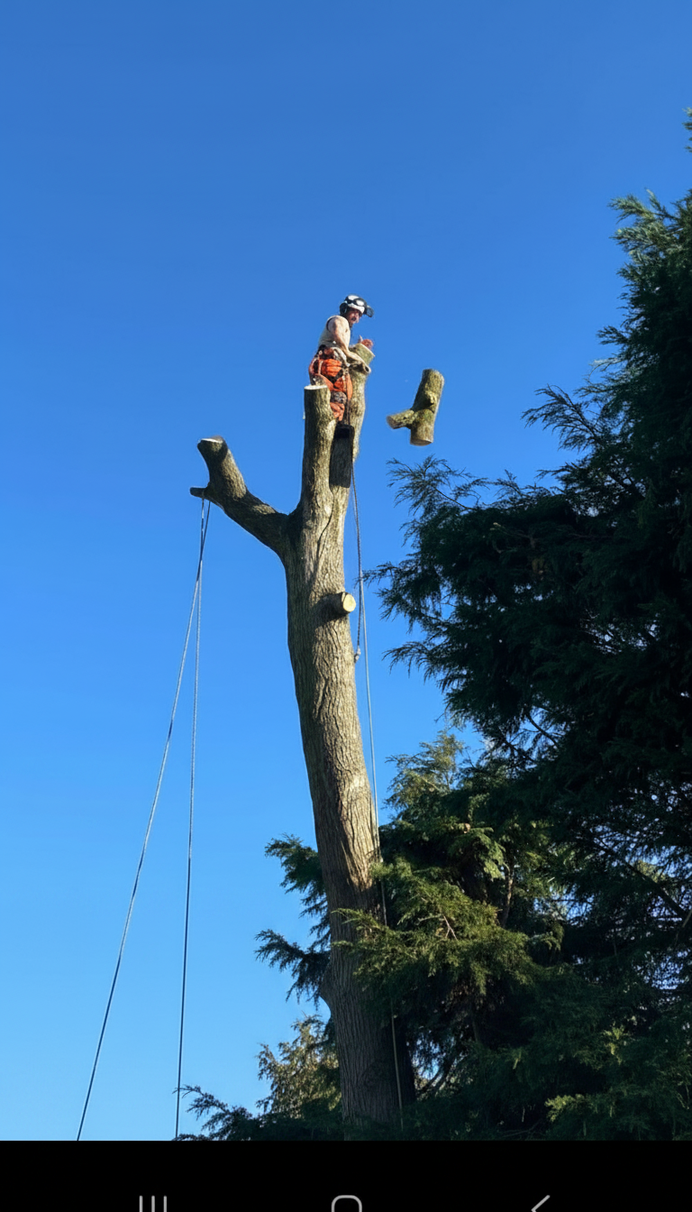 Climbing arborist throwing a log section clear during a controlled tree dismantle